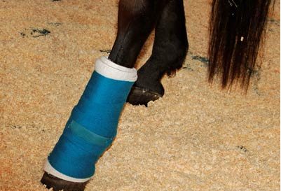 rehabilitating horses using our special stall mats