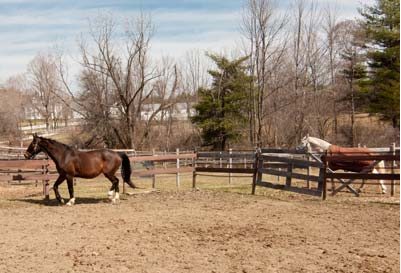 Frelonic horse stable mats are supported by knowledgable customer service.